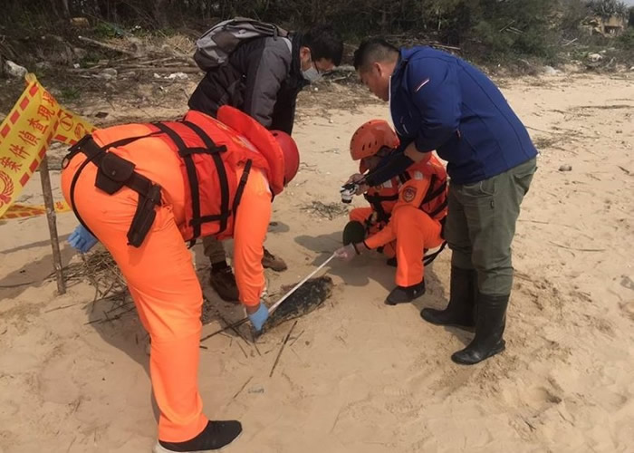 台湾金门县金沙镇海山美岸沙滩上发现一具未脱奶海豚尸体
