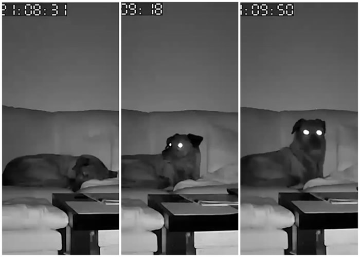 美国犹他州发生5.7级地震 视频监控拍下睡觉的狗狗在地震发生前已觉异样
