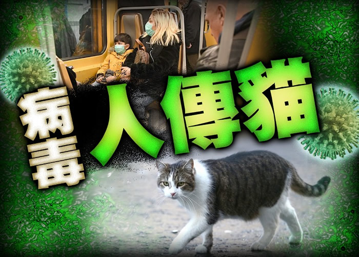 比利时列日市兽医学院研究人员发现一只宠物猫从主人感染新冠肺炎