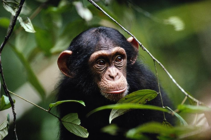 黑猩猩被观察到会攻击并驱除看起来明显生病的同类。 PHOTOGRAPH BY MICHAEL NICHOLS, NAT GEO IMAGE COLLECTION