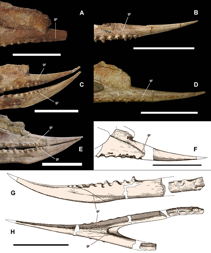 魏氏准噶尔翼龙上下颌细长尖锐上翘无齿的吻部及附着角质外套的沟状印痕