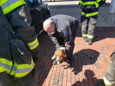 美国纽约州门罗县罗切斯特市猎犬贪玩爬车底受困 随车行驶64公里无恙