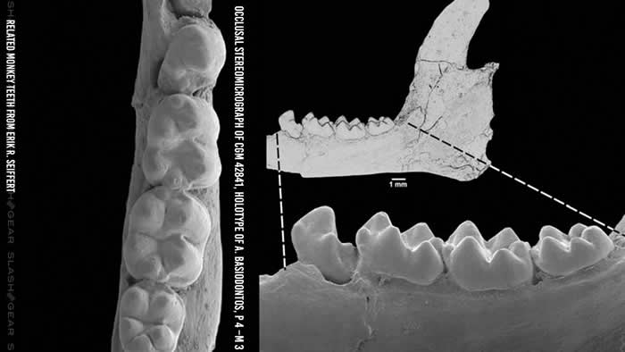 牙齿化石研究暗示有不同的远古猴子穿越一大片水体在新大陆上生活过