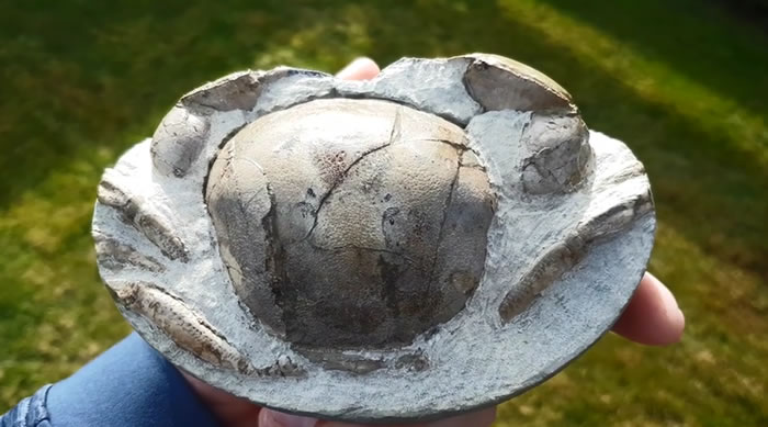 化石爱好者在新西兰海滩捡回一块石头 剥开惊现1200万年前螃蟹化石