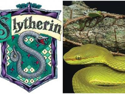 印度阿鲁纳恰尔邦发现的新品种绿色蝮蛇以哈利波特角色命名——Trimeresurus salazar