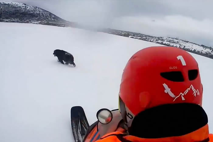 忠犬八公：俄罗斯㹴犬趴冰雪中痴等2个月 凝望大海盼主人早日回来