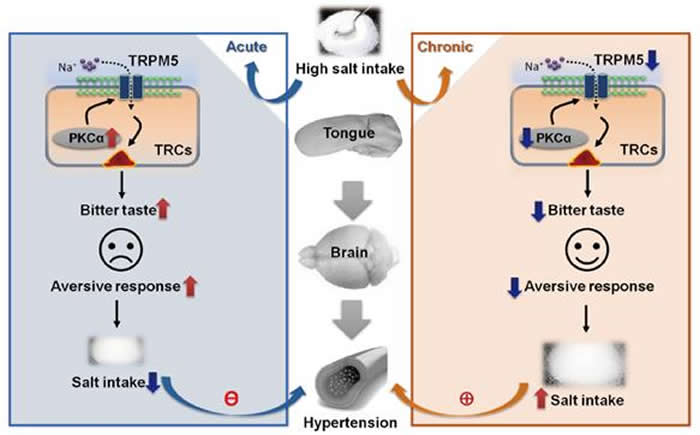 长期高盐摄入导致TRPM5活性受损