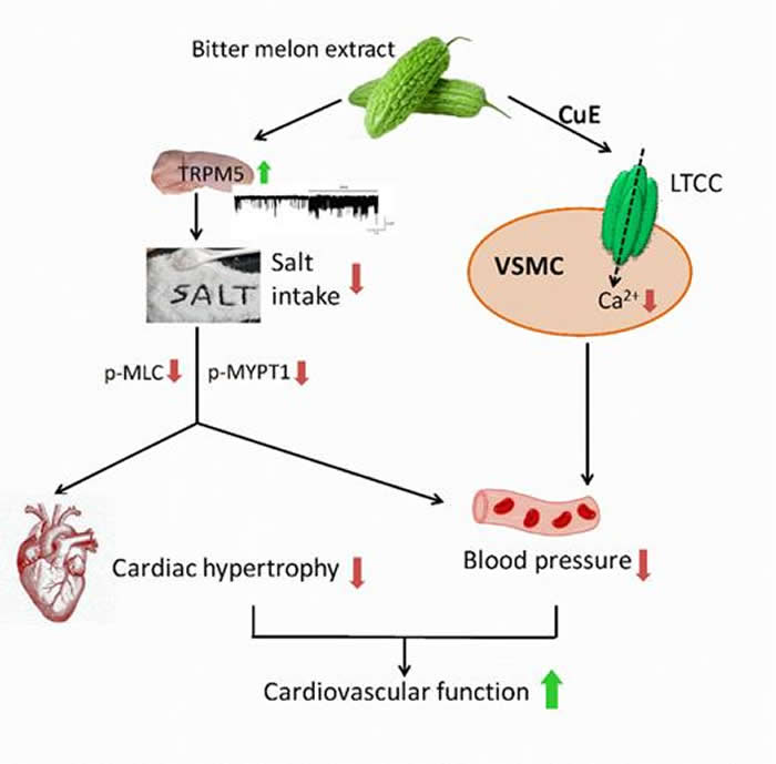 苦瓜提取物改善高盐诱导的心血管损害