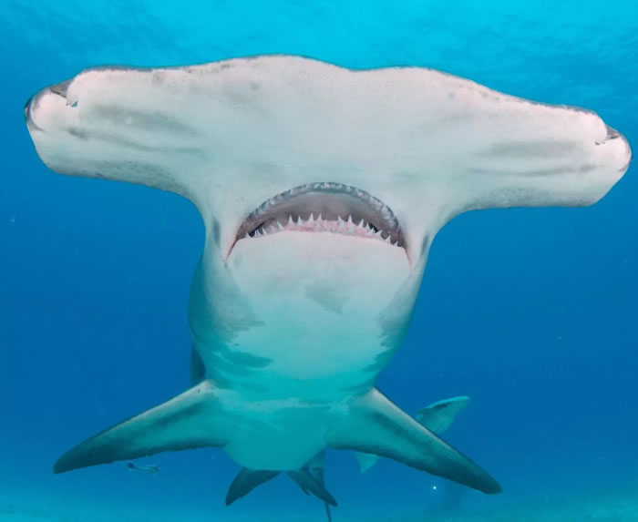 佛罗里达大西洋大学科学家领导的研究显示成年黑鳍鲨逃到浅水区躲避锤头鲨