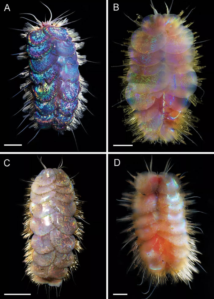 《ZooKeys》杂志：论文中描述四种新发现的五彩斑斓的深海鳞片蠕虫