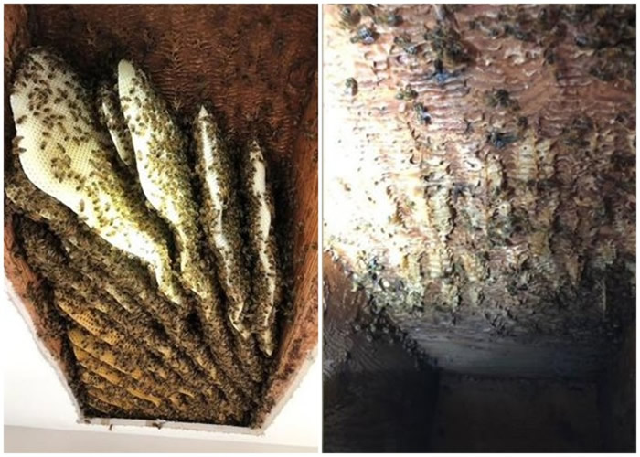 美国男子搬入乔治亚州新居后听到嗡嗡声长达2年 始发现天花板住着10万只蜜蜂