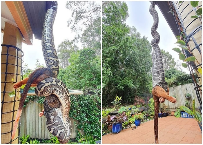 澳洲昆士兰2米巨蟒屋顶倒吊花1小时生吞袋貂