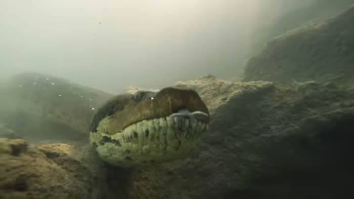 美国水下摄影师Bartolomeo Bove在巴西河流潜水时拍摄到7公尺长超级巨蟒——森蚺