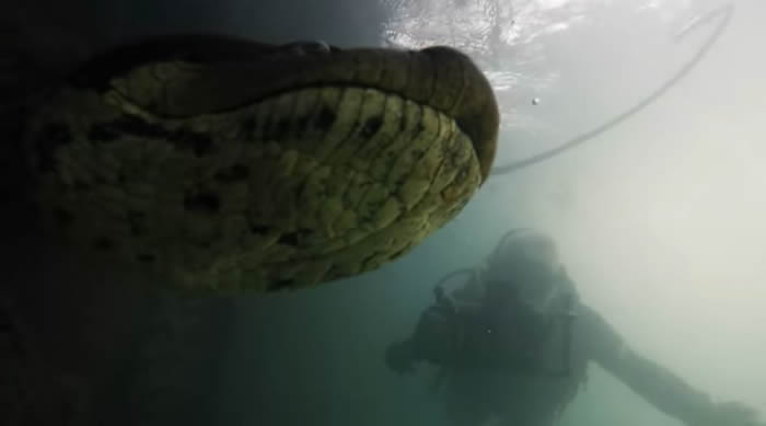 美国水下摄影师Bartolomeo Bove在巴西河流潜水时拍摄到7公尺长超级巨蟒——森蚺