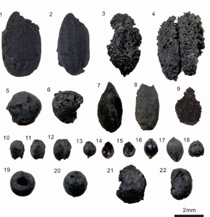 卡尔查延遗址出土的碳化植物遗存 1-2:水稻(Oryza sativa)；3:大麦(Hordeum vulgare)；4:小麦(Triticumaestvum)