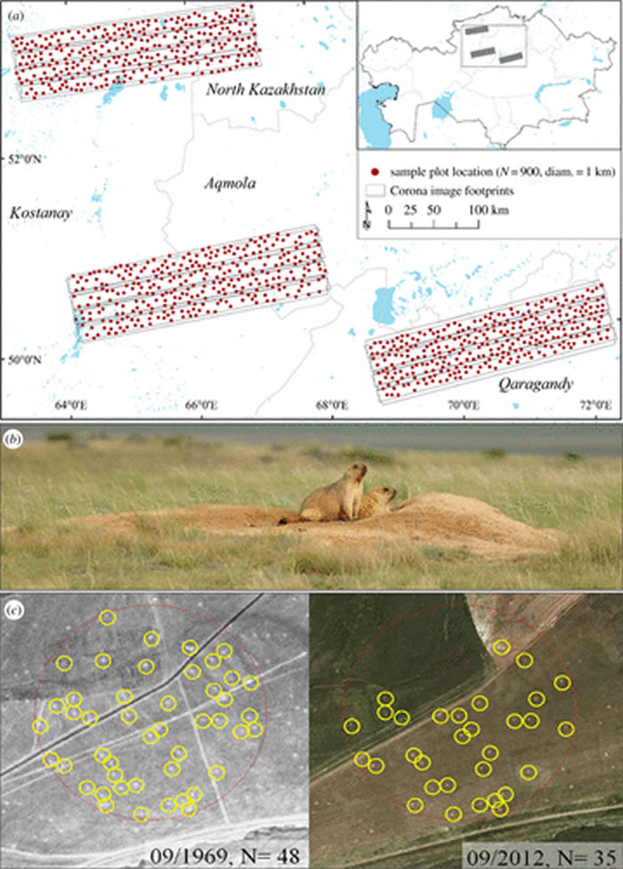冷战时期的美国间谍卫星跟踪到生活在哈萨克斯坦的草原旱獭数量下降