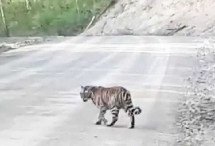 俄罗斯10个月大西伯利亚虎在马路上徘回走进人类村落求助 母虎疑遭猎杀