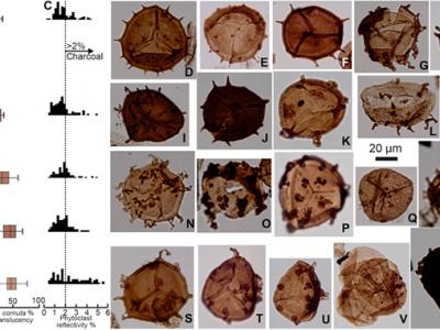 3.59亿年前的泥盆纪末期臭氧层消失导致生物大灭绝毫无征兆地出现？