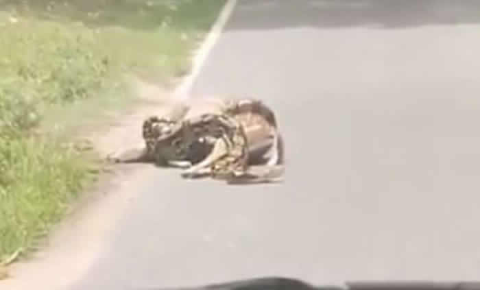 泰国拉差县绿山动物园游客看到梅花鹿被巨蟒缠绕 下车救援成功将巨蟒赶跑