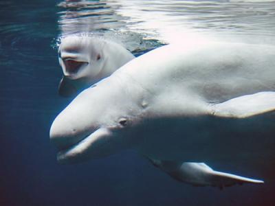 美国乔治亚州亚特兰大市的乔治亚水族馆喜迎白鲸宝宝