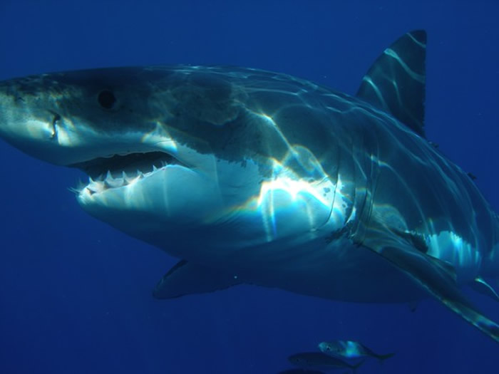 澳洲今年已经发生第3起鲨鱼攻击致死案件