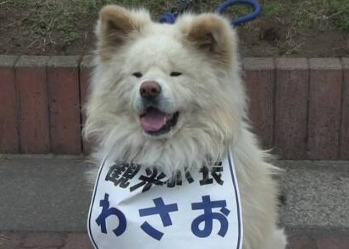 日本青森县鰺泽町人气秋田犬WASAO离世 终年13岁