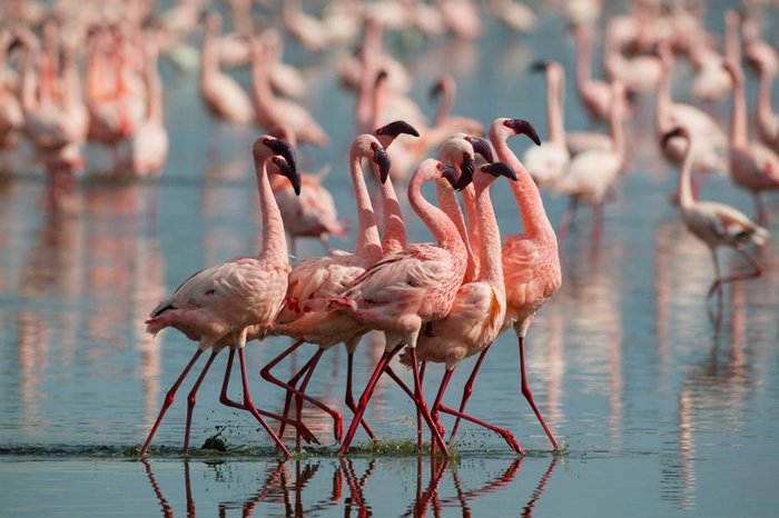 小红鹤雄鸟在肯尼亚纳库鲁湖（Lake Nakuru）展现自己。 这些动物有时会为食物互相打斗，越粉红的红鹤越常有这种倾向。 PHOTOGRAPH BY DENI