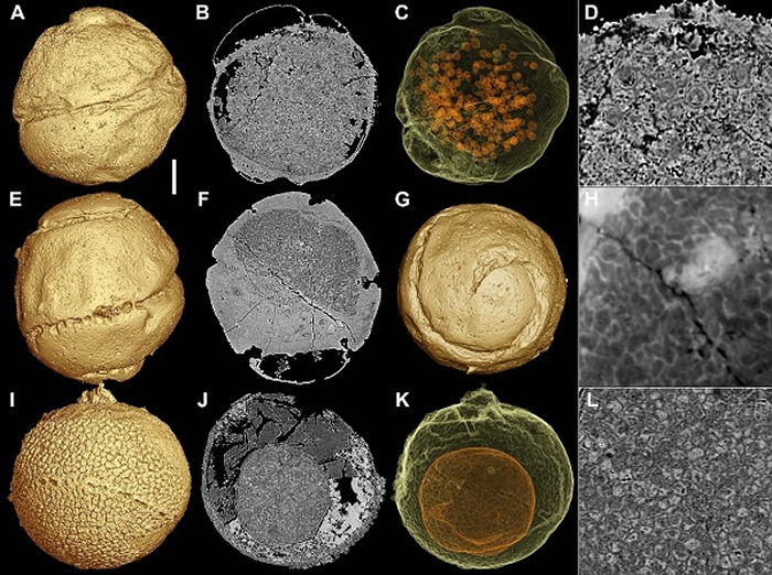 细胞分裂晚期的瓮安旋孔虫