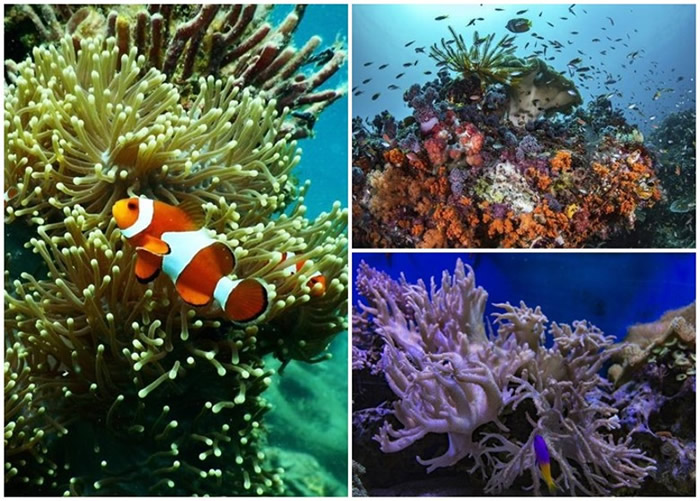 阿联酋富查伊拉人工珊瑚礁公园终见成绩