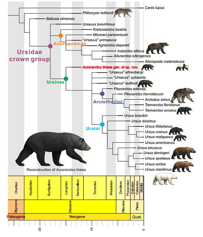 提拉瓦曙熊的系统发育位置（江左其杲 供图）