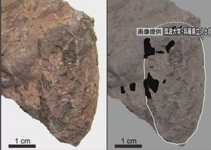 日本兵库县丹波市1.1亿年前白垩纪地层中发现世界上最小新品种恐龙蛋化石