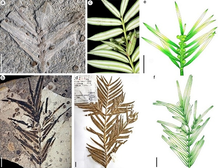 (a,b)中-晚侏罗世道虎沟生物群穗花杉化石; (c,d)现生穗花杉; (e,f) 中-晚侏罗世道虎沟生物群穗花杉化石重建图