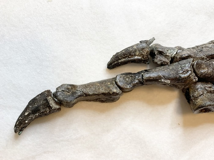 巴西发现新品种“阿拉塔龙”Aratasaurus museunacionali 与中国新疆左龙有亲缘关系