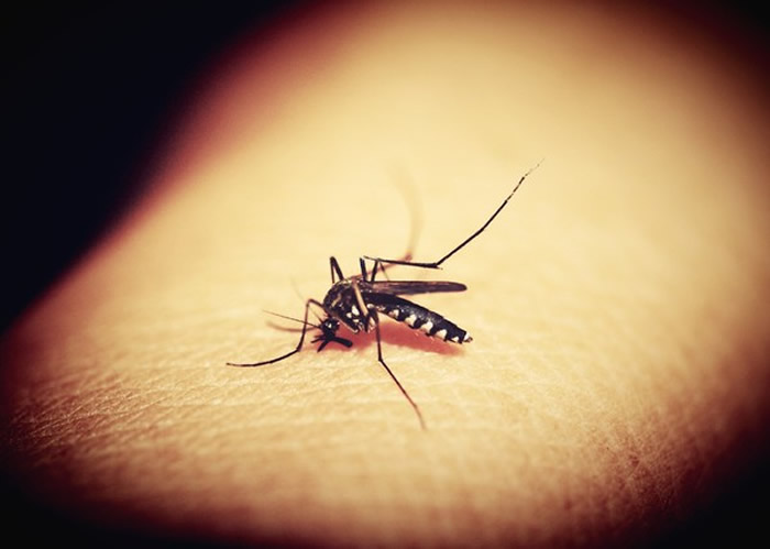 美国堪萨斯州立大学最新研究：新冠病毒不能藉由蚊子传播给人类