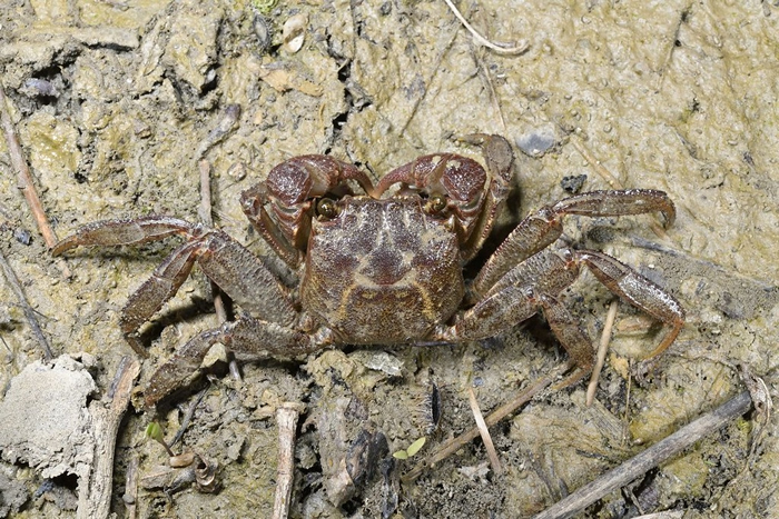 延迟仿相手蟹（Sesarmops mora）因复杂而长久的鉴定史得名，历经20年才确认身分。 图片来源：垦管处