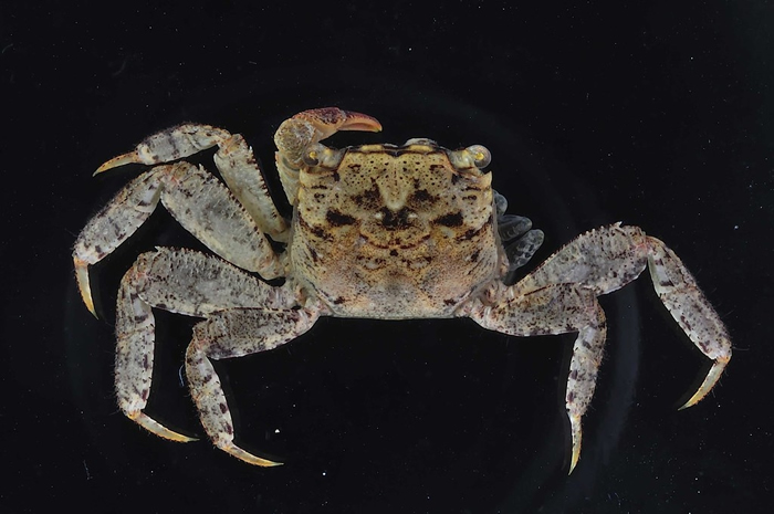 宽腹针肢蟹（Bresedium eurypleon），因其第6腹节比近缘种短足针肢蟹（B. brevipes）宽大而得名。 图片来源：垦管处