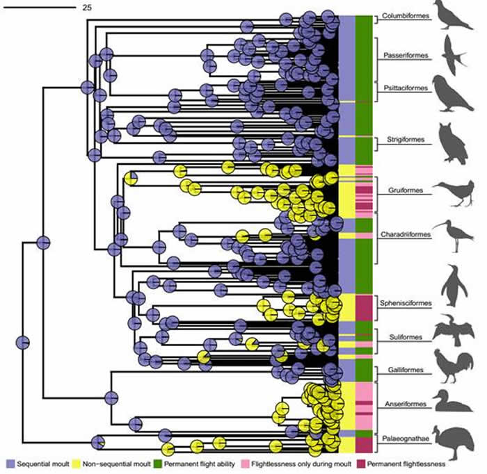 鸟类换羽行为的演化历程。紫色：顺序换羽；黄色：非顺序换羽；绿色：稳定的飞行能力；粉色：换羽期间失去飞行能力；品红：完全失去飞行能力