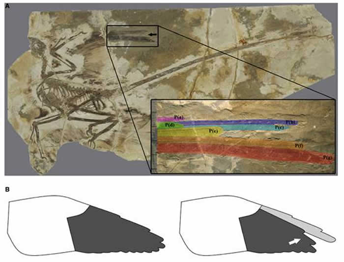小盗龙化石中发现的顺序换羽行为的化石证据