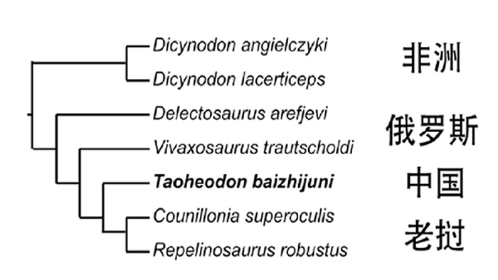 系统发育简图显示核心二齿兽类一支的关系（刘俊 供图）