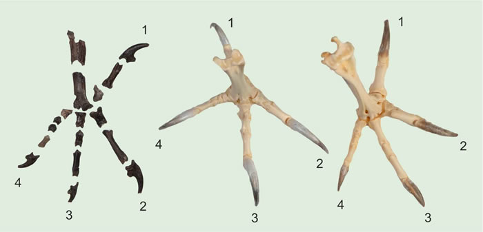 6000万年前化石研究发现古老猫头鹰的脚爪与现代猫头鹰完全不同