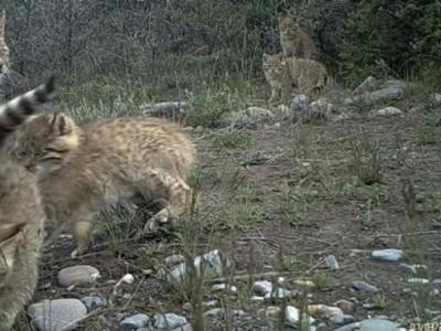 祁连山国家公园青海片区拍到罕见五只荒漠猫同框画面