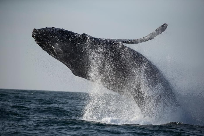 一只座头鲸跃出加州蒙特利湾（Monterey Bay）温暖的海域。 PHOTOGRAPH BY PAUL NICKLEN， NAT GEO IMAGE COLL