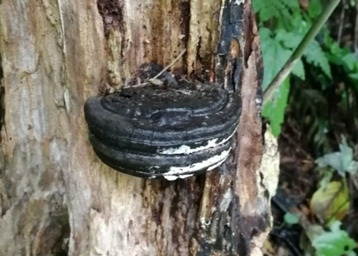日本网友拍到树木表皮惊现夹心曲奇 原来是真菌“木蹄层孔菌”
