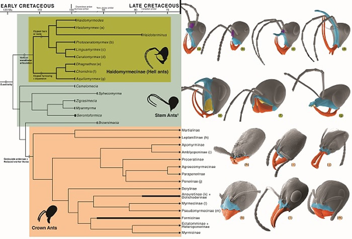 蚂蚁的系统发育关系