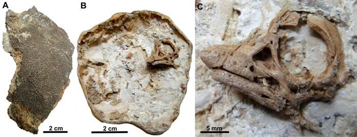 3D“还原”阿根廷巴塔哥尼亚发现的8000万年前泰坦龙胚胎面部特征