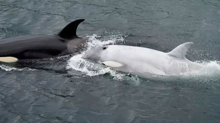 患有白血病的罕见白色虎鲸Tluk靠近美国圣彼德斯堡海岸附近