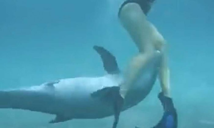 公海豚居然对人类产生「性趣」（图／翻摄自Sikniz TV ）