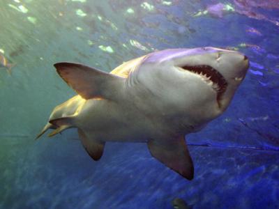 澳洲今年鲨鱼已经咬死7人创近百年新高 地球暖化栖息地迁移导致