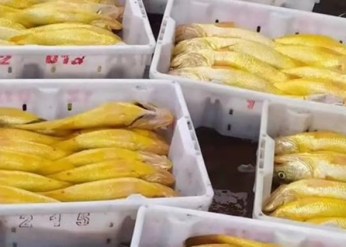 浙江宁波奉化渔民东海捕获400公斤黄花鱼 惊叹第一次捞到这么多