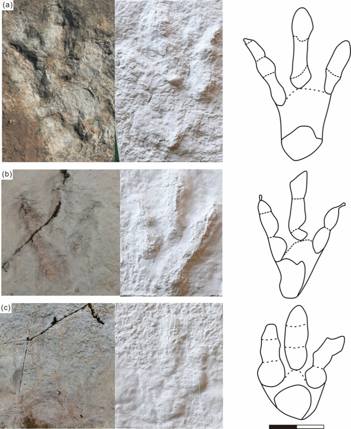 牛氏亚洲足迹(新种)野外化石照片、模型及线条图(比例尺为20 cm). (a) 正型; (b) 副型; (c) 归入标本(汪筱林团队供图)